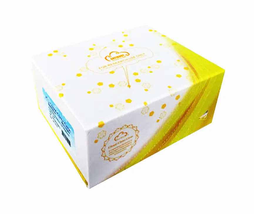 Polyclonal Antibody to Biglycan (BGN)