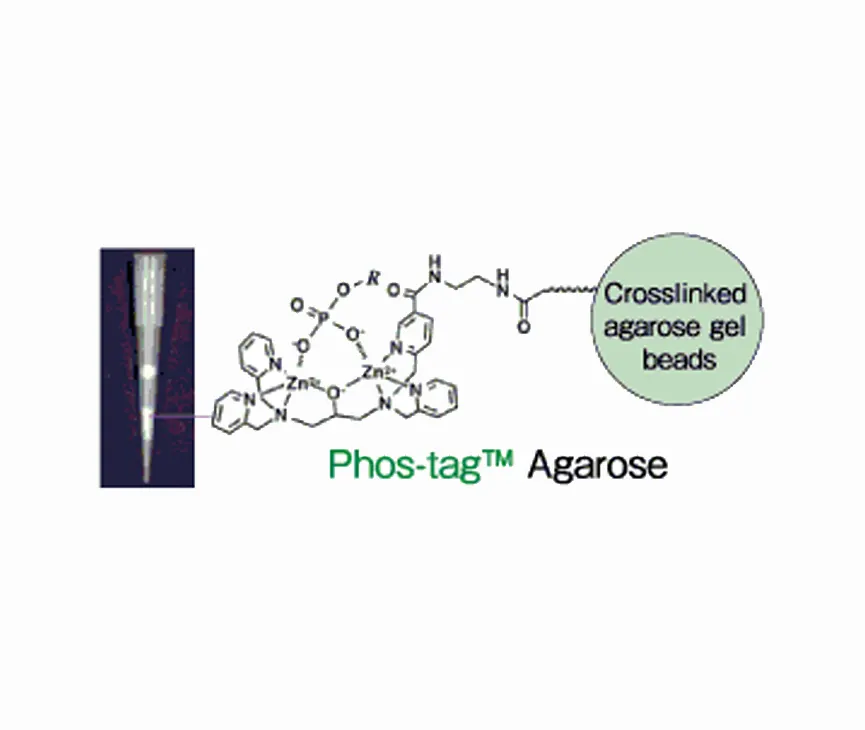 Phos-tag™ Agarose Resins in Tip
